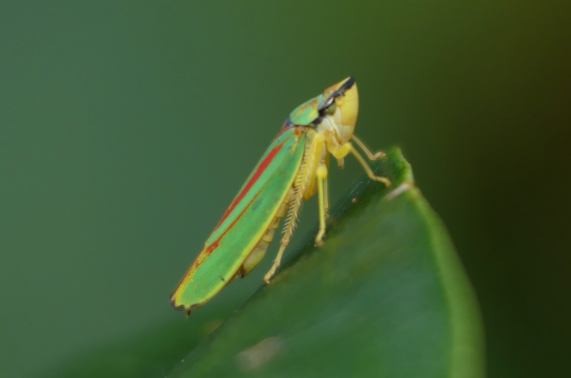 Rhodedendron leafhopper