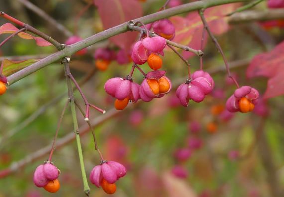 Spindle fruits