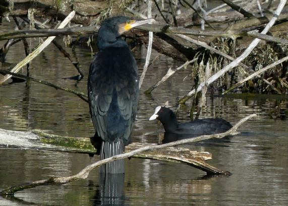Cormorant and coot