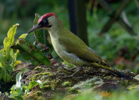 Green woodpecker - male