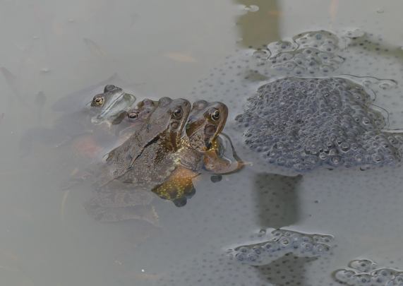 Common frogs and spawn