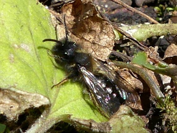 Gwynne's mining bee - Andrena bicolor