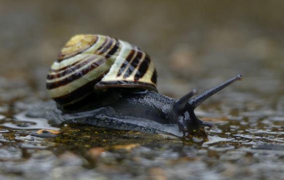 Brown lipped snail - Cepaea nemoralis