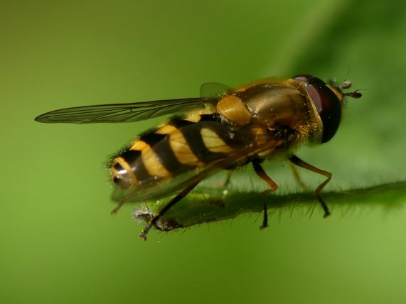 Hoverfly - Syrphini