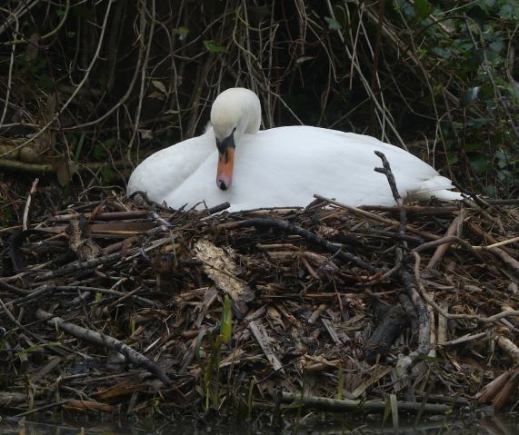 Mute swan on nest