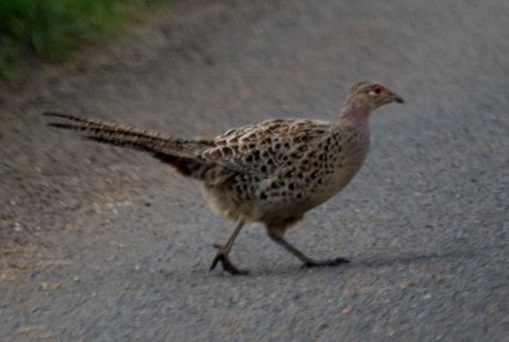 Pheasant female