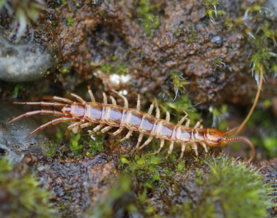Stone centipede - Lithobius forficatus