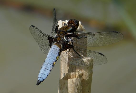 Broad-bodied chaser dragonfly