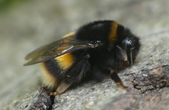 Buff-tailed bumblebee queen