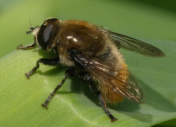 Hoverfly - Merodon equestris