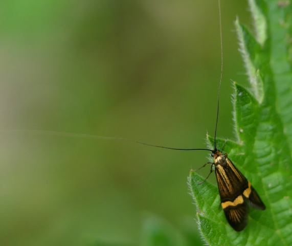Longhorn moth - Nemophora degeerella