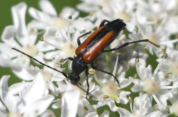 Longhorn beetle - Stenurella melanura