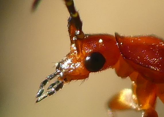 Red soldier beetle close-up