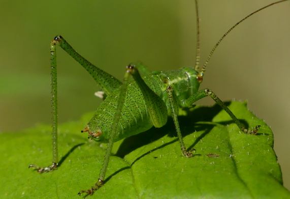Speckled bush cricket