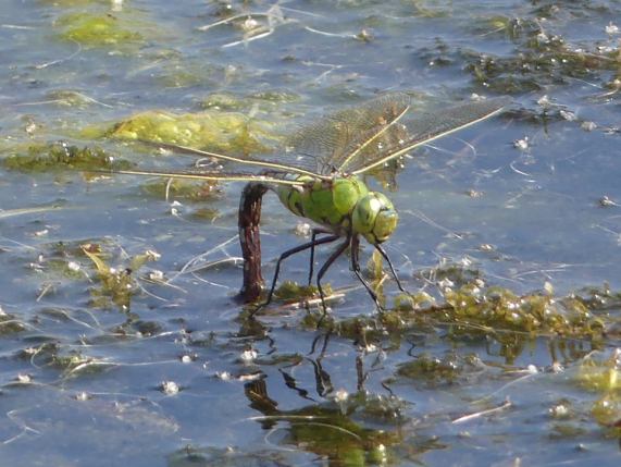 Emperor dragonfly female ovipositing
