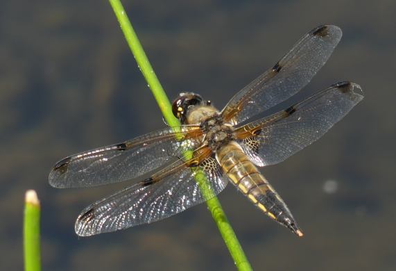 Four-spotted chaser dragonfly - praenubila