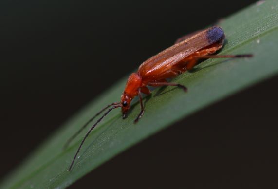 Red Soldier-beetle
