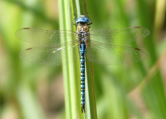 Southern Migrant Hawker dragonfly