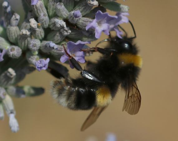 White-tailed bumble-bee queen