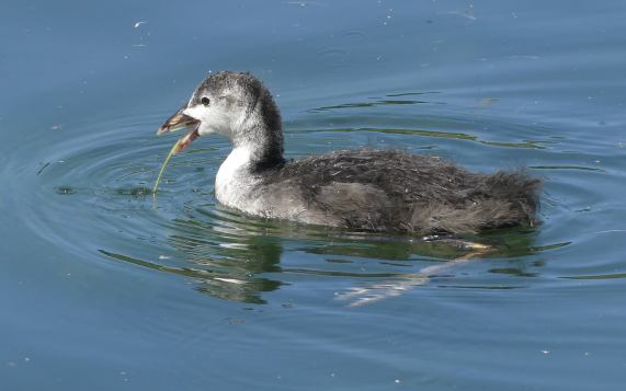 Young coot