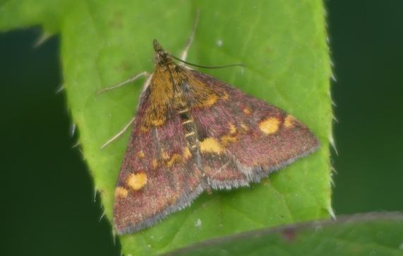 Micro moth - Pyrausta aurata
