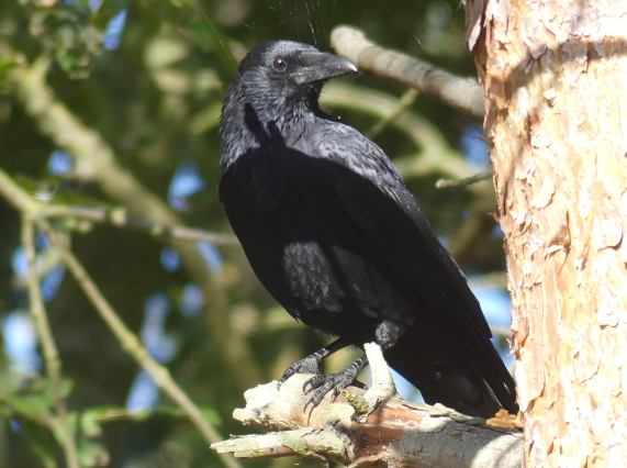 Carrion crow