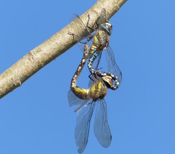 Migrant hawkers mating