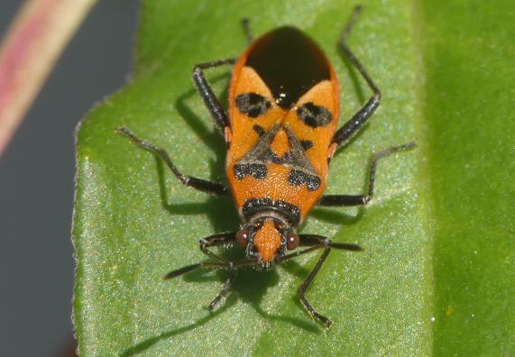 Rhopalid Bug - Corizus hyoscyami