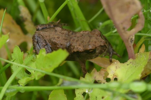 Common toad - toadlet
