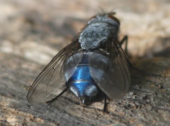 Bluebottle - Calliphora vomitoria