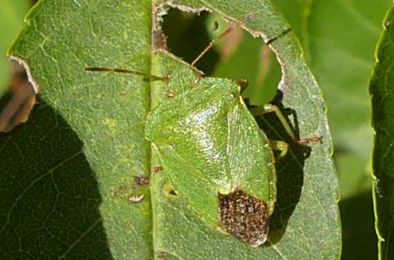 Green shieldbug