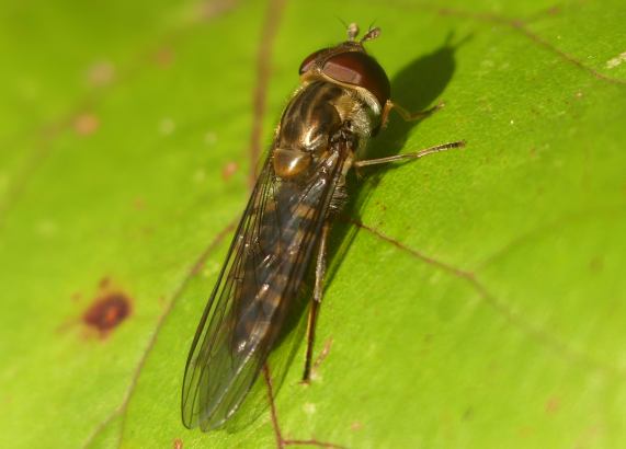 Hoverfly - Episyrphus balteatus