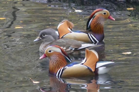 Mandarin Ducks