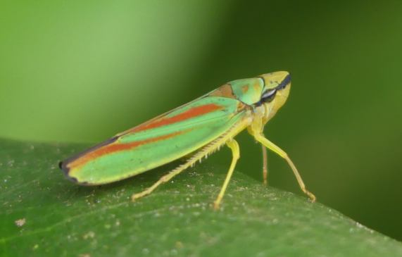 Rhodedendron Leafhopper