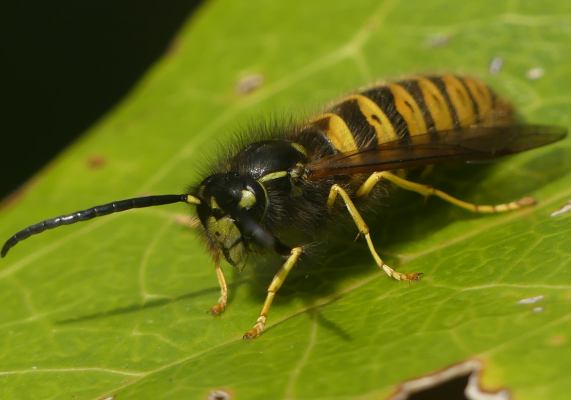 Tree wasp - male