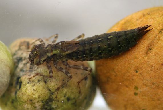 Southern Hawker dragonfly larva