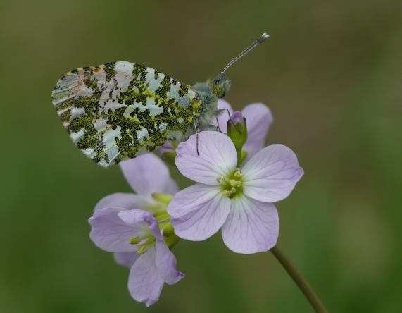Lady's Smock with Orange Tip Butterfly