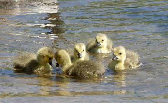 Canada Geese - goslings