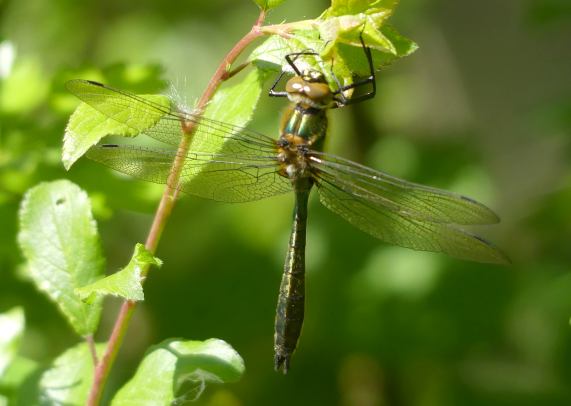 Downy Emerald dragonfly