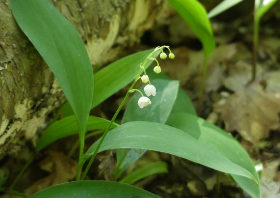 Lily
                  of the Valley