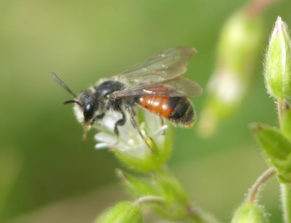 Red-girdled Mining Bee - Andrena labiata