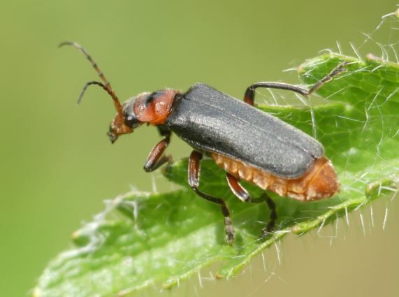 Soldier Beetle - Cantharis rustica