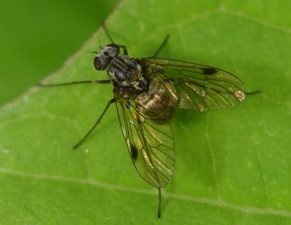 Black Snipefly - female