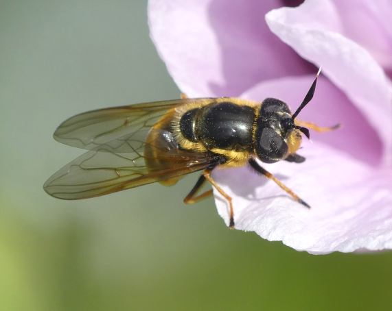 Hoverfly - Callicera aurata female