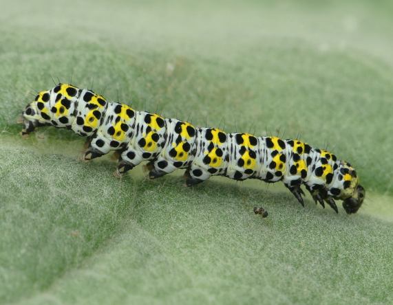 The Mullein Moth