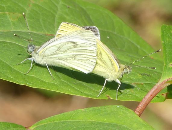 Green-veined White butterflies