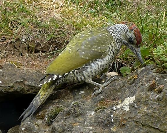 Green Woodpecker juvenile
