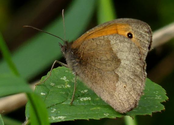 Meadow Brown butterfly