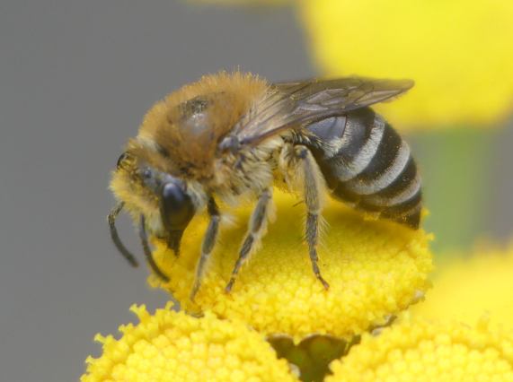 Plasterer (Colletes) Bee