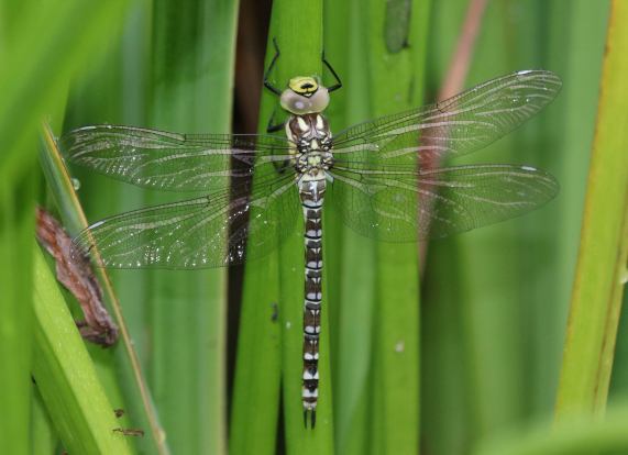 Southern Hawker dragonfly